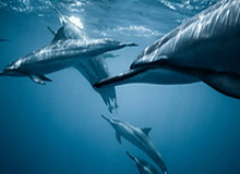 会受处罚吗？部分成都球迷赛后再现不当行为，投掷水瓶+看台斗殴